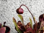 Sarracenia psittacina - kliknij aby zobaczyć zdjęcie. Sarracenia psittacina