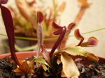 D. m. 'Red phyrania' - kliknij aby zobaczyć zdjęcie. D. m. 'Red phyrania'