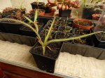 Drosera regia - kliknij aby zobaczyć zdjęcie. Drosera regia