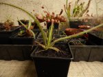 Drosera regia - kliknij aby zobaczyć zdjęcie. Drosera regia