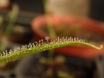 Drosera regia - kliknij aby zobaczyć zdjęcie. Drosera regia