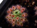 D. roseana - kliknij aby zobaczyć zdjęcie. D. roseana