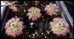 D. roseana - kliknij aby zobaczyć zdjęcie. D. roseana