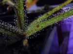 D. regia - kliknij aby zobaczyć zdjęcie. D. regia