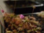 D. pulchella x nituda - kliknij aby zobaczyć zdjęcie. D. pulchella x nituda