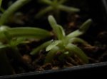 P. gracilis x moctezumae - kliknij aby zobaczyć zdjęcie. P. gracilis x moctezumae