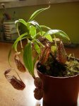 N. spectabilis - kliknij aby zobaczyć zdjęcie. N. spectabilis