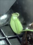 N.ampullaria - kliknij aby zobaczyć zdjęcie. N.ampullaria