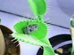 Dionaea Muscipula-fotka do konkursu - kliknij aby zobaczyć zdjęcie. Dionaea Muscipula-fotka do konkursu