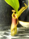 N.ventrata - kliknij aby zobaczyć zdjęcie. N.ventrata