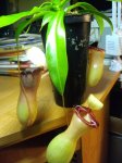Nepenthes ventricosa - kliknij aby zobaczyć zdjęcie. Nepenthes ventricosa