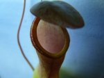 N. Ventrata - kliknij aby zobaczyć zdjęcie. N. Ventrata