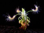 Drosera scorpioides - kliknij aby zobaczyć zdjęcie. Drosera scorpioides