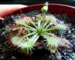 drosera spatulata - kliknij aby zobaczyć zdjęcie. drosera spatulata