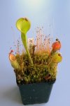 Heliamphora nutans Giant Form