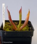 Heliamphora huberi (Amuri Tepui) - kliknij aby zobaczyć zdjęcie. Heliamphora huberi (Amuri Tepui)