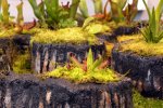 Heliamphora pulchella (Apacapa Tepui) - kliknij aby zobaczyć zdjęcie. Heliamphora pulchella (Apacapa Tepui)