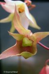 Heliamphora huberi (Amuri Tepui, Venezuela) - kliknij aby zobaczyć zdjęcie. Heliamphora huberi (Amuri Tepui, Venezuela)