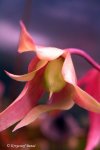 Heliamphora huberi (Amuri Tepui, Venezuela) - kliknij aby zobaczyć zdjęcie. Heliamphora huberi (Amuri Tepui, Venezuela)