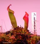 Heliamphora ? - kliknij aby zobaczyć zdjęcie. Heliamphora ?