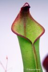 Heliamphora ? - kliknij aby zobaczyć zdjęcie. Heliamphora ?