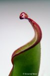 Heliamphora ? - kliknij aby zobaczyć zdjęcie. Heliamphora ?
