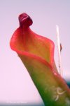 Heliamphora ? - kliknij aby zobaczyć zdjęcie. Heliamphora ?