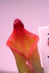 Heliamphora ? - kliknij aby zobaczyć zdjęcie. Heliamphora ?