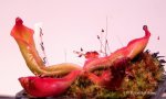 Heliamphora ? - kliknij aby zobaczyć zdjęcie. Heliamphora ?