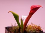 Heliamphora ciliata (Lowland) AW clone 1 - kliknij aby zobaczyć zdjęcie. Heliamphora ciliata (Lowland) AW clone 1