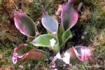 Heliamphora ciliata (Lowland) AW clone 1 - kliknij aby zobaczyć zdjęcie. Heliamphora ciliata (Lowland) AW clone 1