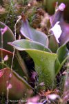 Heliamphora ciliata (Lowland) AW clone 1 - kliknij aby zobaczyć zdjęcie. Heliamphora ciliata (Lowland) AW clone 1