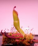 Heliamphora heterodoxa (Gran Sabana) - kliknij aby zobaczyć zdjęcie. Heliamphora heterodoxa (Gran Sabana)