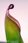 Heliamphora heterodoxa (Gran Sabana) - kliknij aby zobaczyć zdjęcie. Heliamphora heterodoxa (Gran Sabana)
