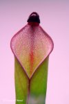 Heliamphora heterodoxa (Gran Sabana) - kliknij aby zobaczyć zdjęcie. Heliamphora heterodoxa (Gran Sabana)