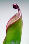 Heliamphora heterodoxa (Gran Sabana) - kliknij aby zobaczyć zdjęcie. Heliamphora heterodoxa (Gran Sabana)