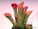 Heliamphora exappendiculata (Chimanta Tepui) - kliknij aby zobaczyć zdjęcie. Heliamphora exappendiculata (Chimanta Tepui)