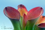 Heliamphora exappendiculata (Chimanta Tepui) - kliknij aby zobaczyć zdjęcie. Heliamphora exappendiculata (Chimanta Tepui)