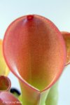 Heliamphora exappendiculata (Chimanta Tepui) - kliknij aby zobaczyć zdjęcie. Heliamphora exappendiculata (Chimanta Tepui)