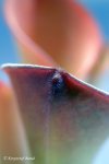 Heliamphora exappendiculata (Chimanta Tepui) - kliknij aby zobaczyć zdjęcie. Heliamphora exappendiculata (Chimanta Tepui)