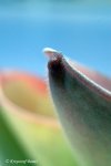 Heliamphora exappendiculata (Chimanta Tepui) - kliknij aby zobaczyć zdjęcie. Heliamphora exappendiculata (Chimanta Tepui)