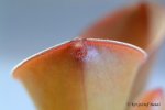 Heliamphora exappendiculata (Chimanta Tepui) - kliknij aby zobaczyć zdjęcie. Heliamphora exappendiculata (Chimanta Tepui)