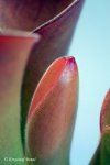 Heliamphora exappendiculata (Chimanta Tepui) - kliknij aby zobaczyć zdjęcie. Heliamphora exappendiculata (Chimanta Tepui)