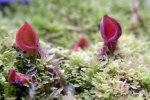 Heliamphora minor Big Orange - kliknij aby zobaczyć zdjęcie. Heliamphora minor Big Orange
