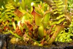 Heliamphora heterodoxa (Gran Sabana) - kliknij aby zobaczyć zdjęcie. Heliamphora heterodoxa (Gran Sabana)