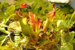 Heliamphora heterodoxa (Gran Sabana) - kliknij aby zobaczyć zdjęcie. Heliamphora heterodoxa (Gran Sabana)