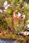 Heliamphora minor - kliknij aby zobaczyć zdjęcie. Heliamphora minor
