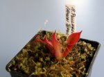 Heliamphora pulchella (Amuri Tepui) - kliknij aby zobaczyć zdjęcie. Heliamphora pulchella (Amuri Tepui)