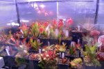 Heliamphora - kliknij aby zobaczyć zdjęcie. Heliamphora