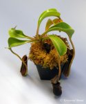 Nepenthes lowii (Gunung Trusmadi, Borneo)